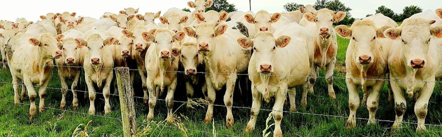 La Vache Tennis Prive كروكس لا فيل المظهر الخارجي الصورة
